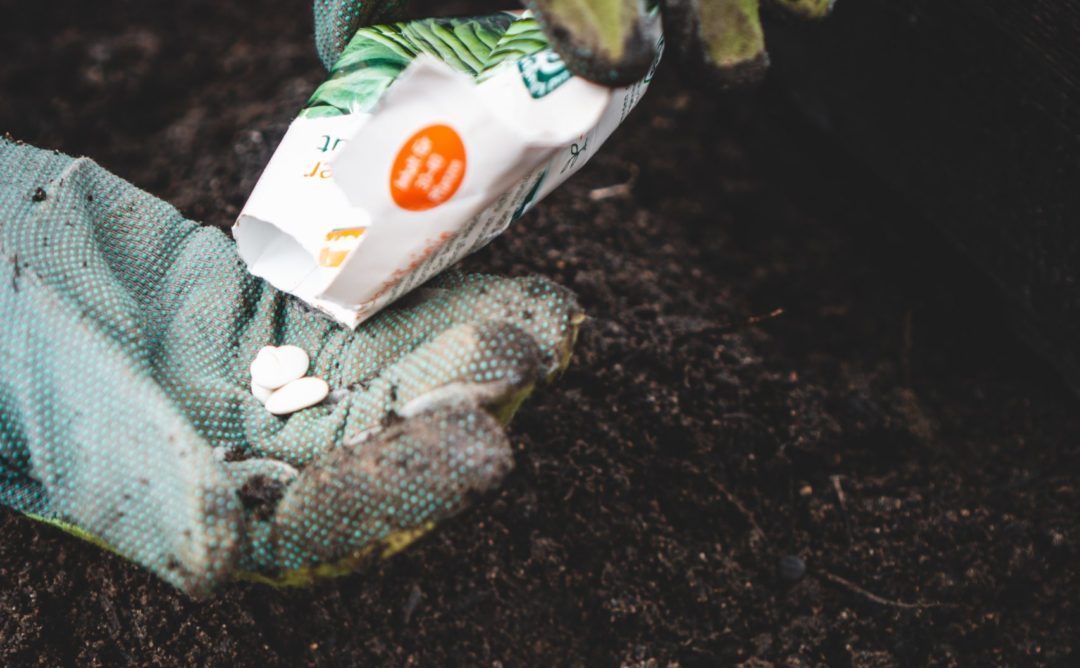 Pouring tiny seeds from a packet into a gardening glove to plant in soil