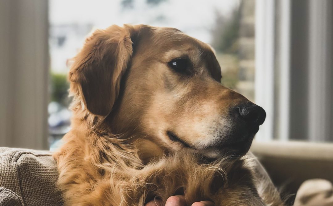 A human hand petting a golden retriever, who has his paw on the human's arm