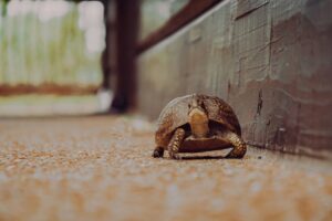 This is pictures of a brown turtle on a tan road. There is some type of brown wall behind it. This picture represents that as you leave your labels behind, it it’s important to keep moving forward, even if that movement is slow.