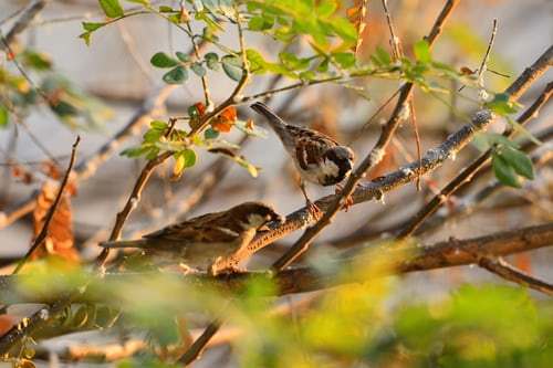 His Eyes Are On The Sparrow