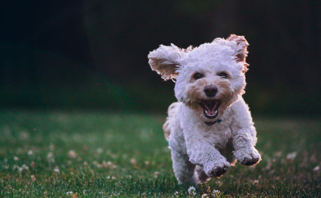 excited dog