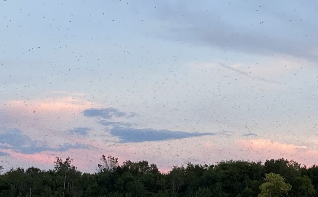 This is a picture of purple martins flying back to their nests on Bomb Island in South Carolina.