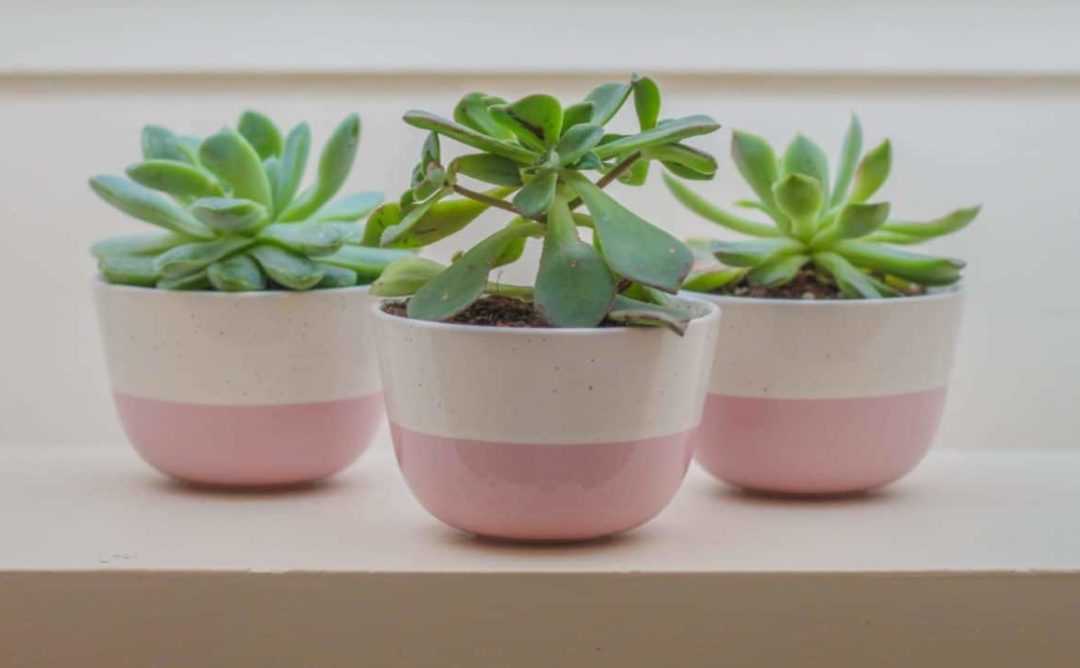 three succulents in white and pink pots