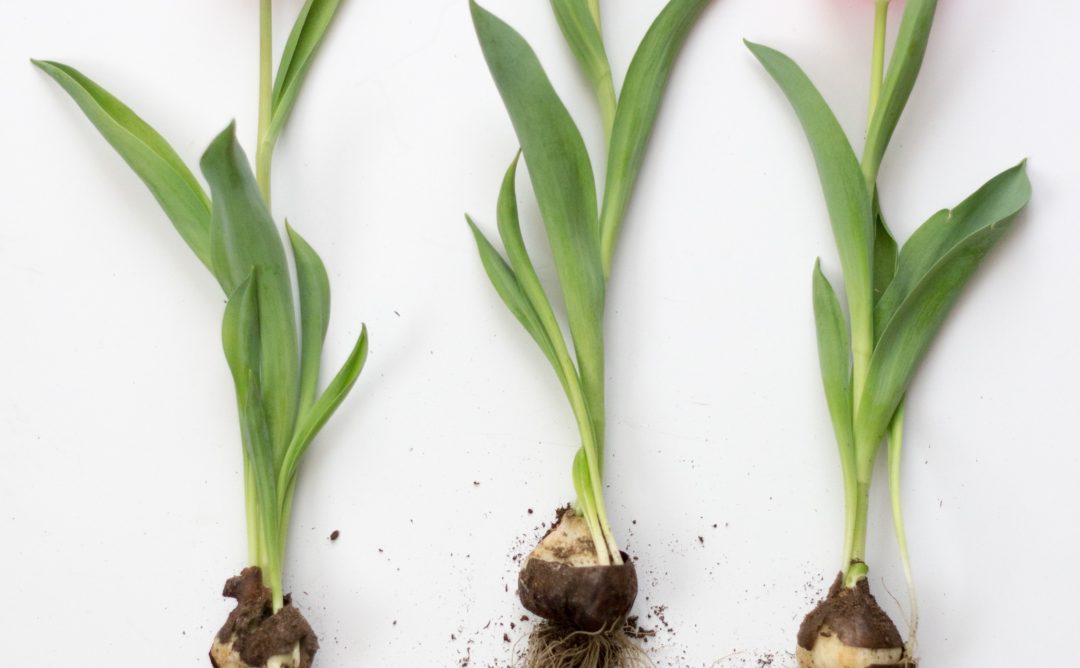 This is a picture of 3 pink tulips. It shows all their parts, from bloom to roots.