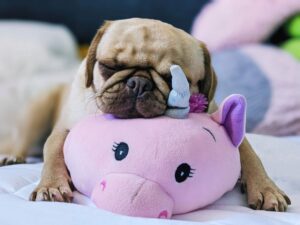This is a picture of a pug doy with it's head lying on a round, pink unicorn pillow. The pillow represents a comfort item which could be included in a mental health kit.
