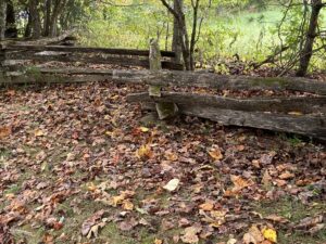 This is a picture taken in October in Gatlinburg, Tennessee. It shows the ground covered in leaves of various shades of brown, yellow, and orange. There is a wooden fence, and behind that is green plants and small tree trunks. This photo represents that trees “shed what’s dead” in the fall.