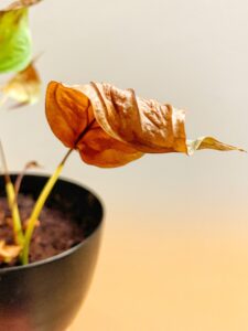 This picture shows a plant with a shriveled brown leaf. In the background, out of focus, are other leaves on the plant. One is green with brown spots, and the other is yellow. The plant is planted in dark brown soil in a black pot. The picture represents how, before a plant will shed what’s dead, the leaf may change colors as it begins to die.
