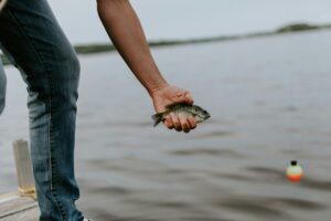 This is a picture of a person releasing a small fish back into a body of water. It is a zoomed in image, only showing the person’s leg standing on a dock and his or her arm. Releasing a fish symbolizes the act of letting something go, a big part of observing Lent.