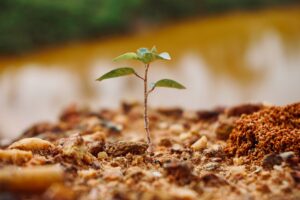 This is a picture of a green sprout growing from red soil. It represents that spring always follows the dark season of winter.