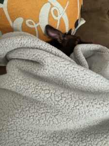 This is a picture of a dark brown dog lying underneath a light gray fuzzy blanket. All you see is the dog’s head. There is also part of an orange and tan pillow behind the dog’s head.